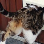 Cat flap installer Holland-on-Sea