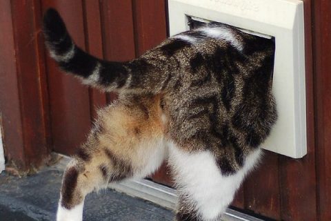 Trusted Cat Flap Fitters Wickford SS12