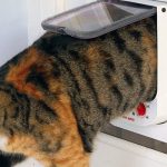 Cat flap fitting company Wakes Colne