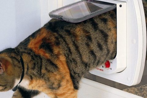 Call our specialist Steeple Bumpstead cat flap fitters on 01440 869963